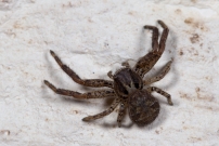Une femelle immature (Araneae - Thomisidae - Xysticus sp.)